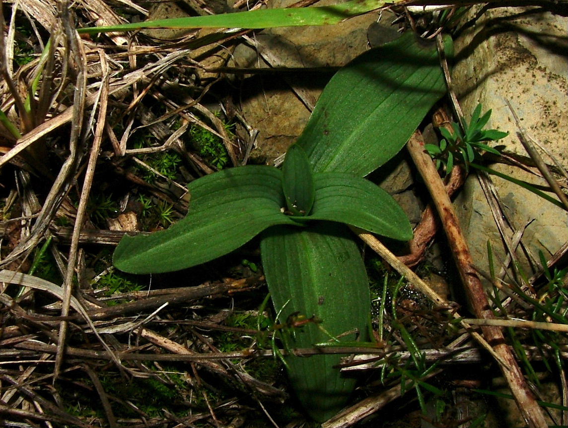 Rosette basali-Genova